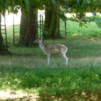 Fallow Deer